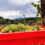 Etna Bianco 2020_3